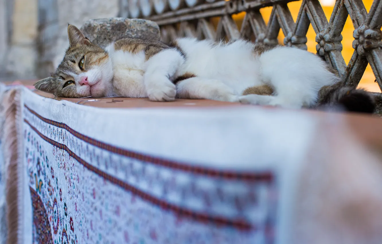 Photo wallpaper stay, Istanbul, Turkey, cat, outdoor cat