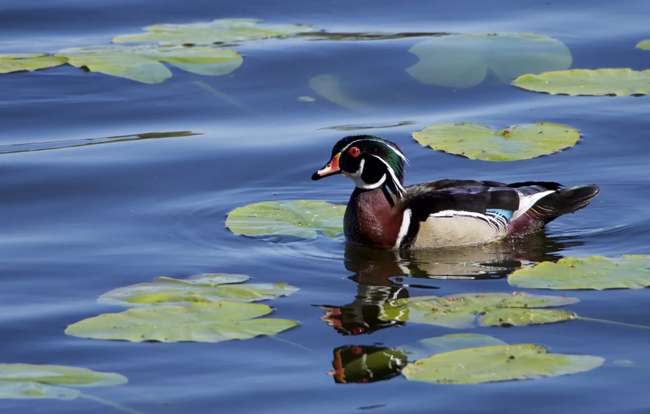 Photo wallpaper bird, duck, karolinka