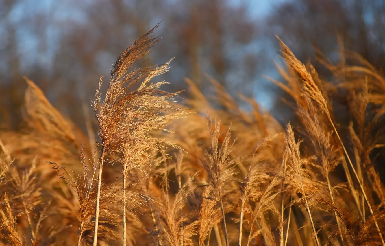 Photo wallpaper nature, spring, weather