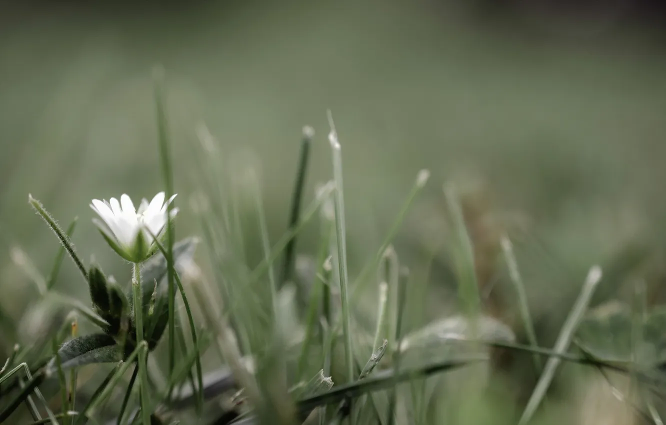 Photo wallpaper flower, grass, nature