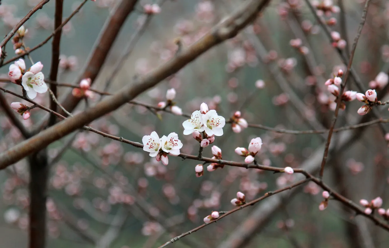 Photo wallpaper China, pink, flowers, plum flower