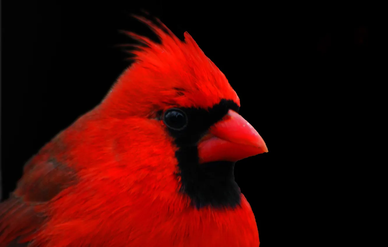 Photo wallpaper macro, bird, feathers, beak, cardinal