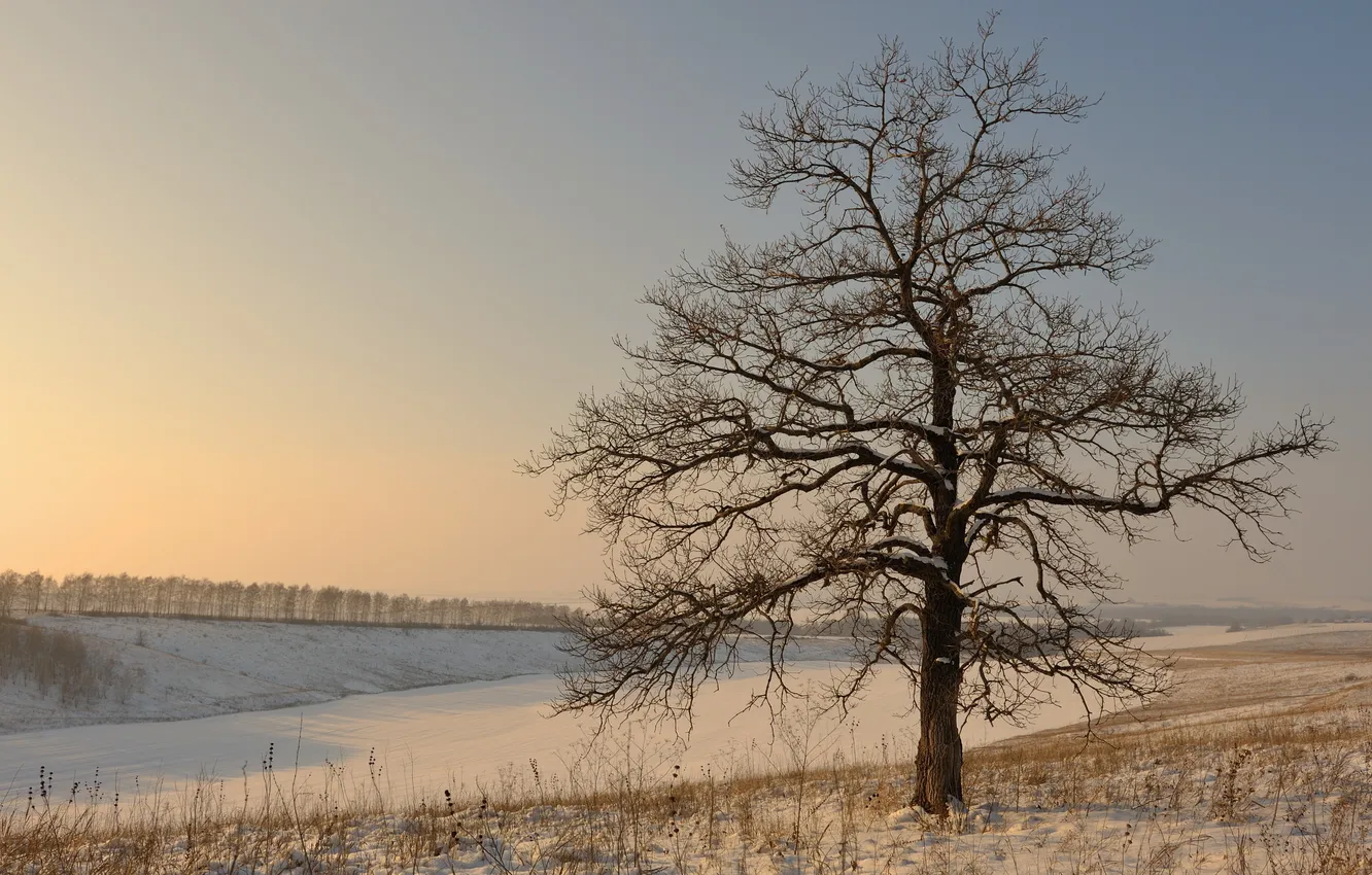 Photo wallpaper winter, field, snow, trees