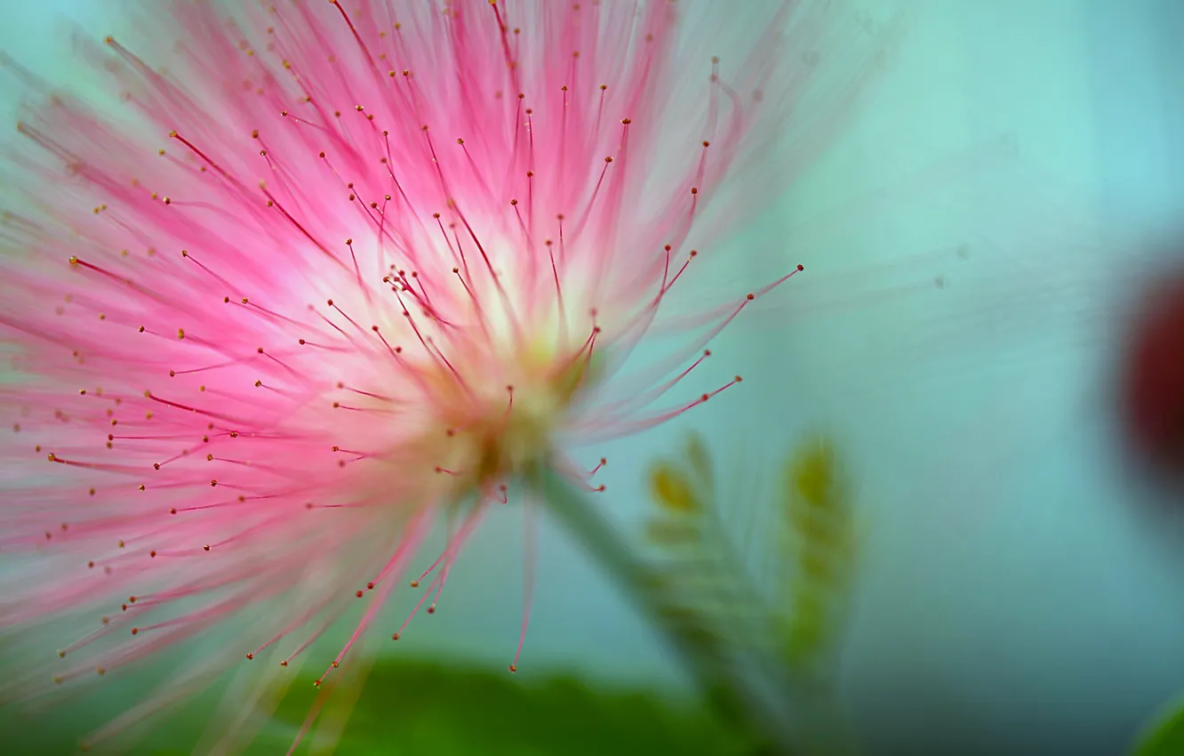Photo wallpaper flower, macro, background, blur, flower