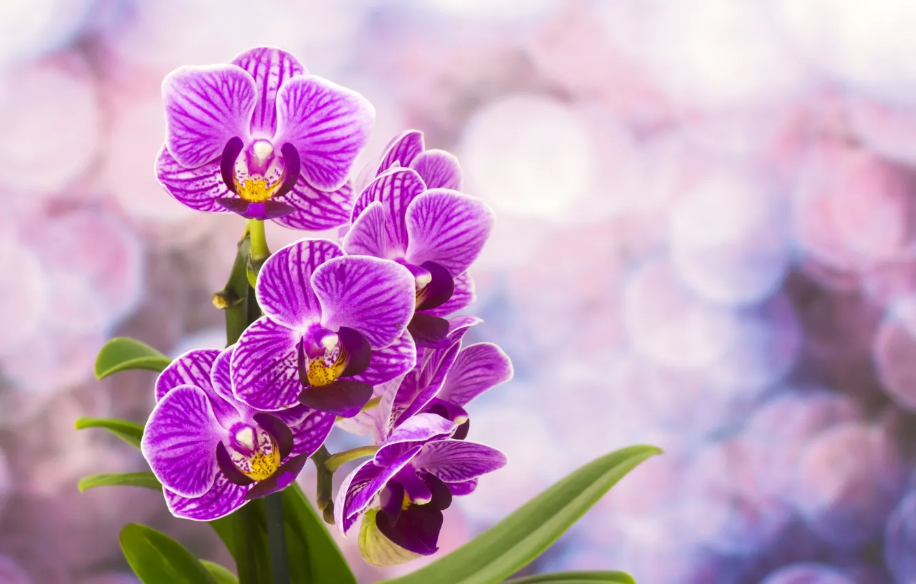 Photo wallpaper flowers, flowering, Orchid