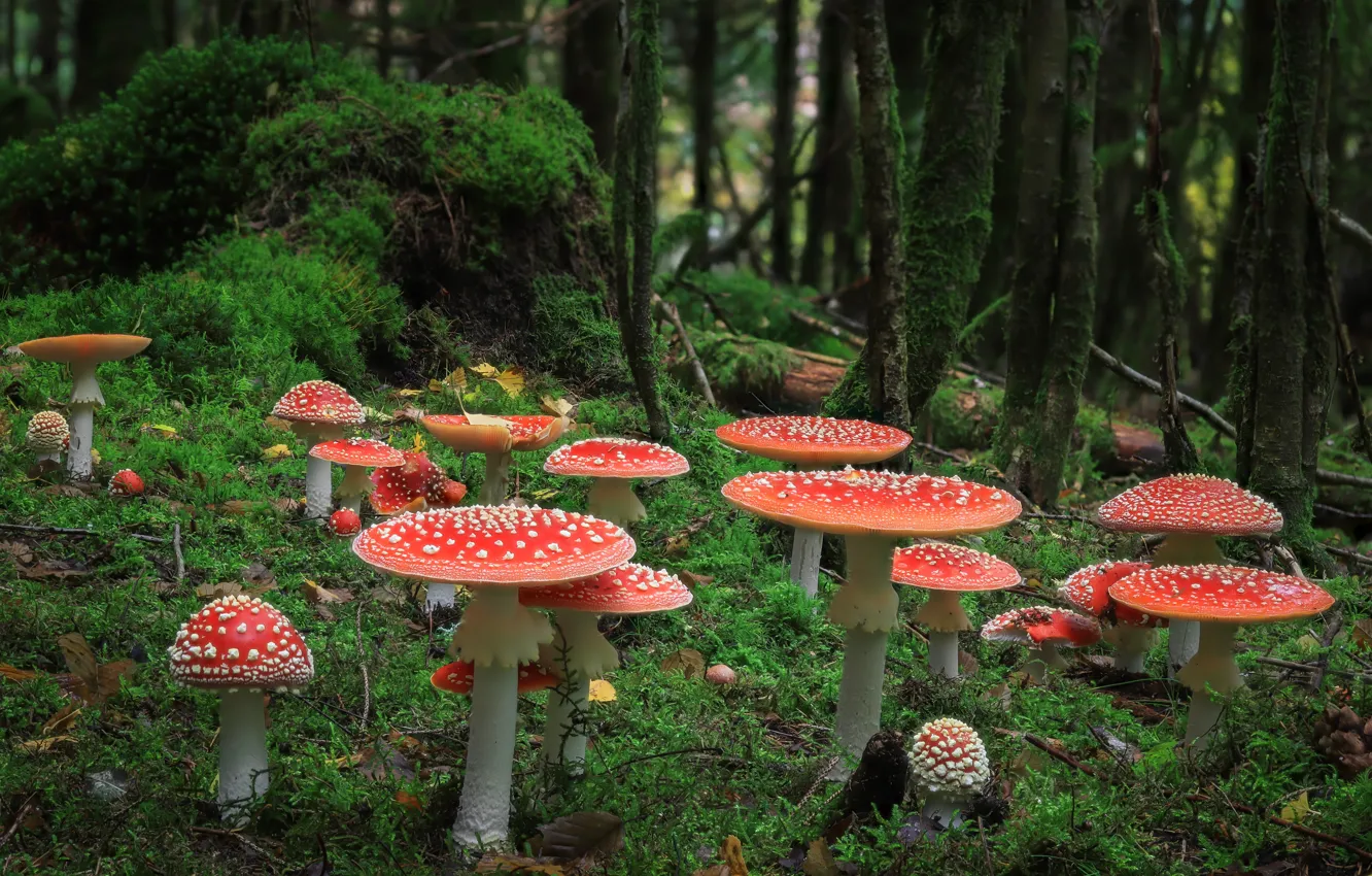 Photo wallpaper red, mushroom, a lot, stump, trees, moss, family, glade