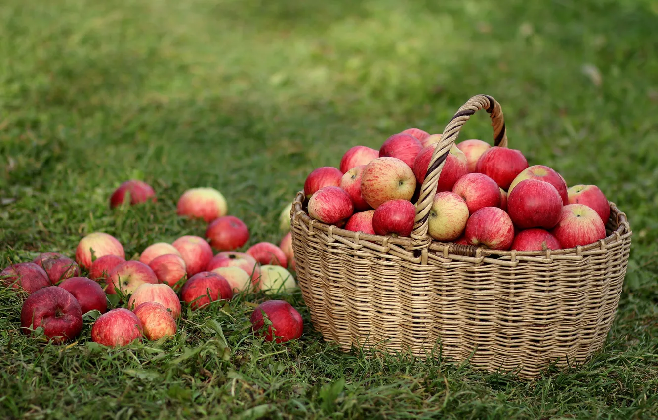 Photo wallpaper grass, basket, apples