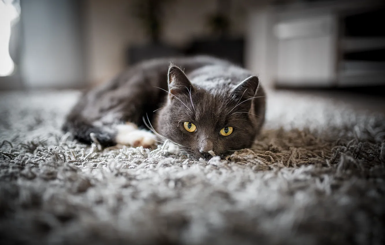Photo wallpaper cat, cat, look, comfort, grey, room, carpet, home