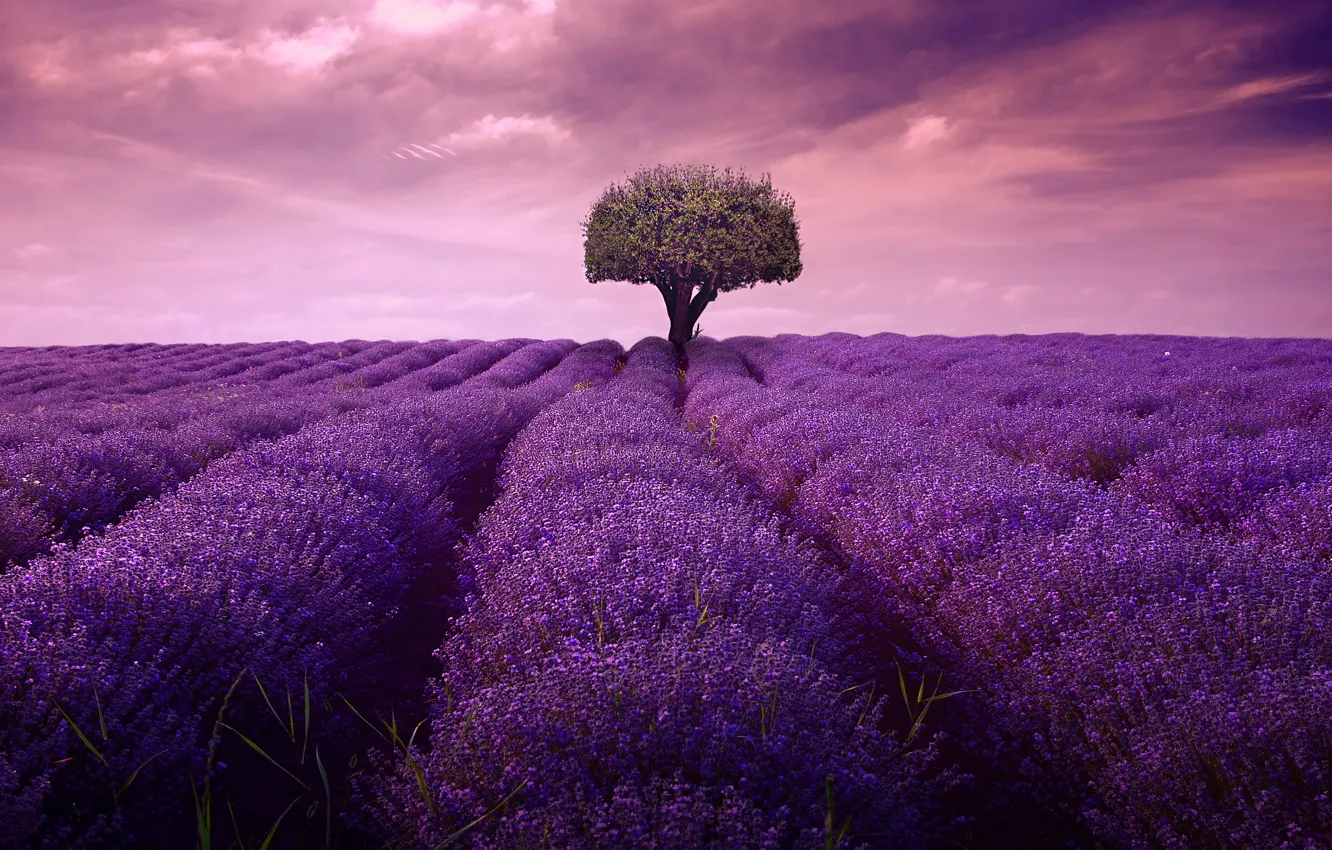 Photo wallpaper field, summer, the sky, clouds, trees, landscape, flowers, clouds