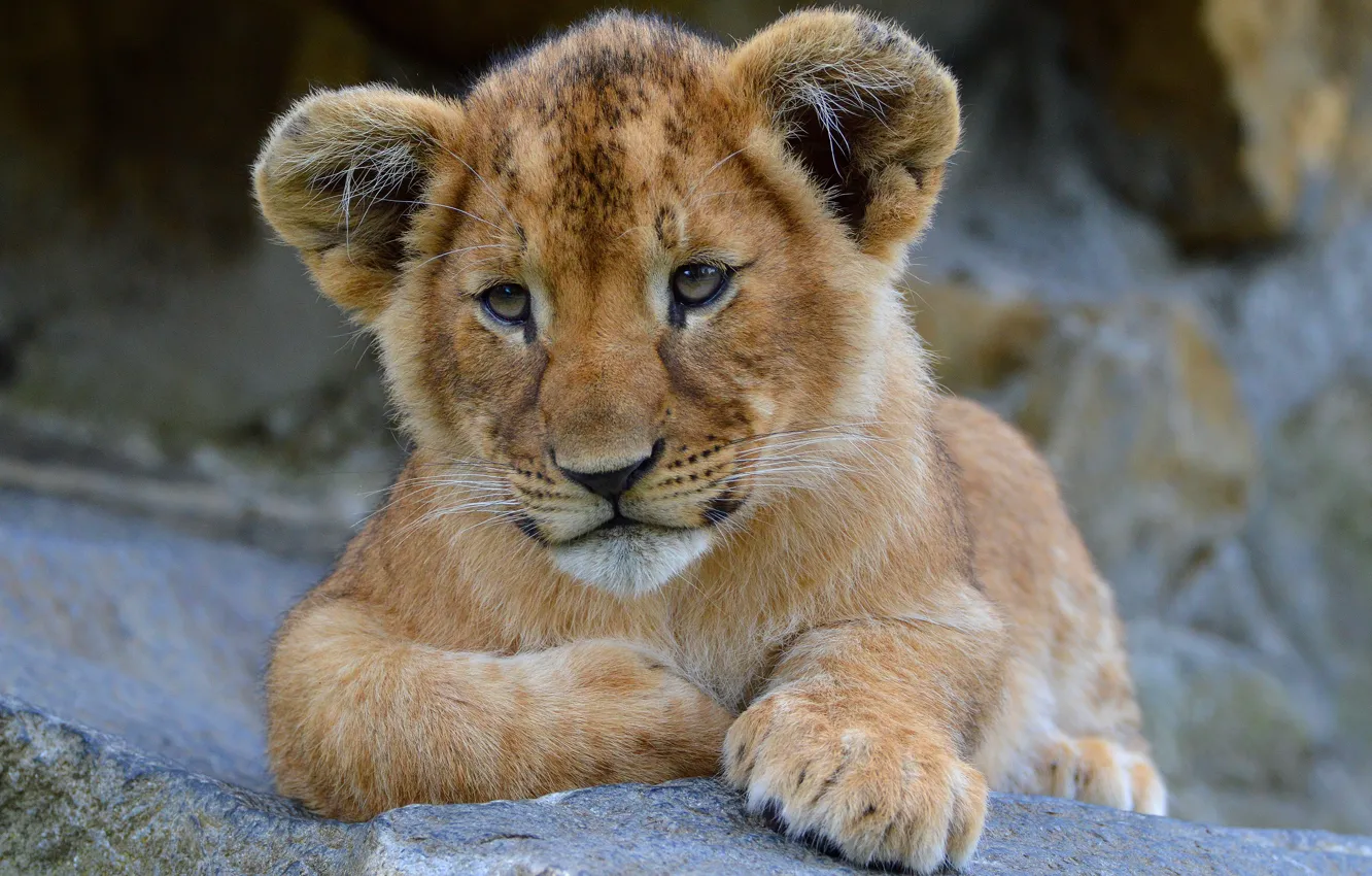 Photo wallpaper cat, look, face, nature, stones, background, portrait, Leo