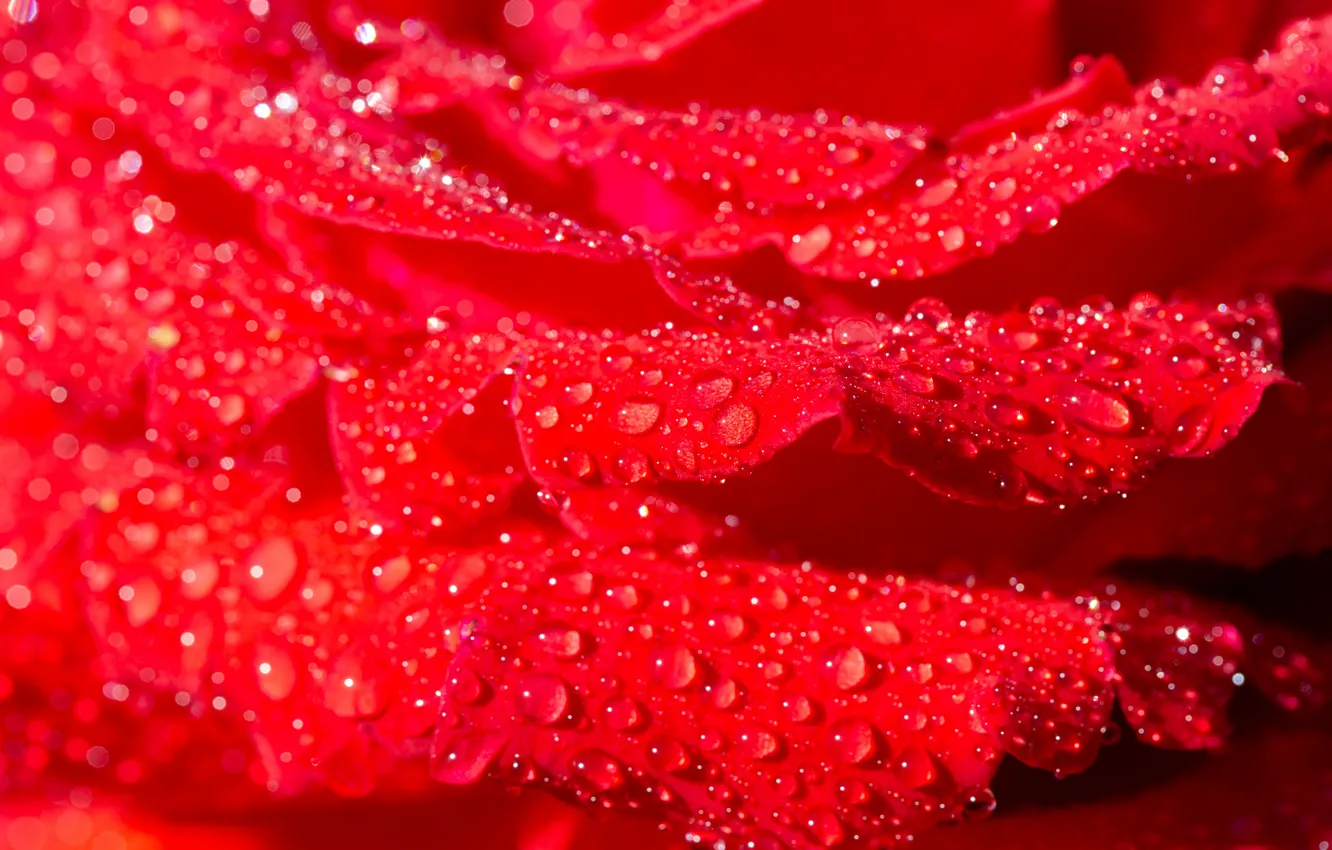 Photo wallpaper macro, flowers, rose, scarlet, water drops
