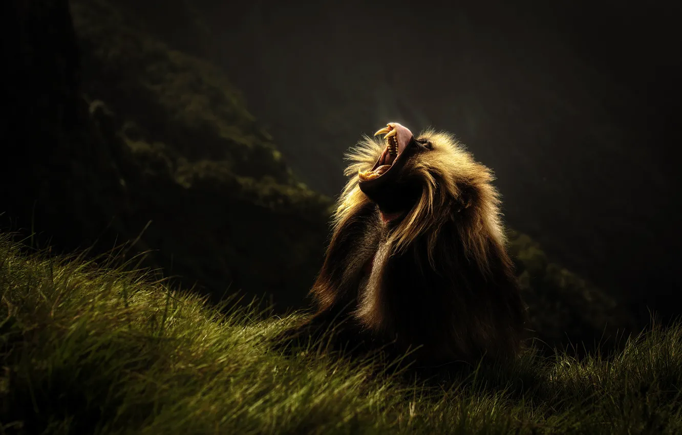 Photo wallpaper grass, face, mountains, nature, pose, the dark background, wool, silhouette
