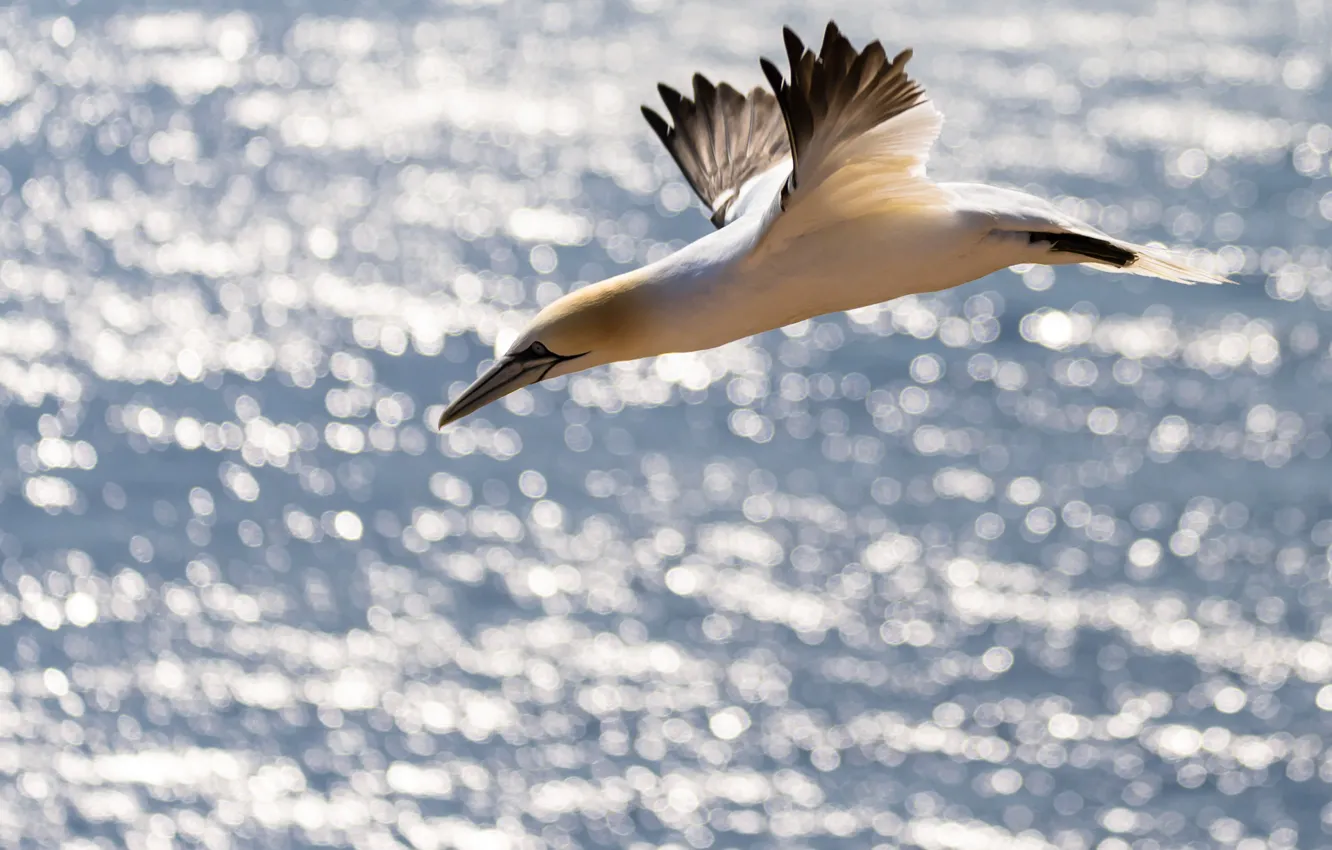 Photo wallpaper sea, bird, wings, the Northern Gannet