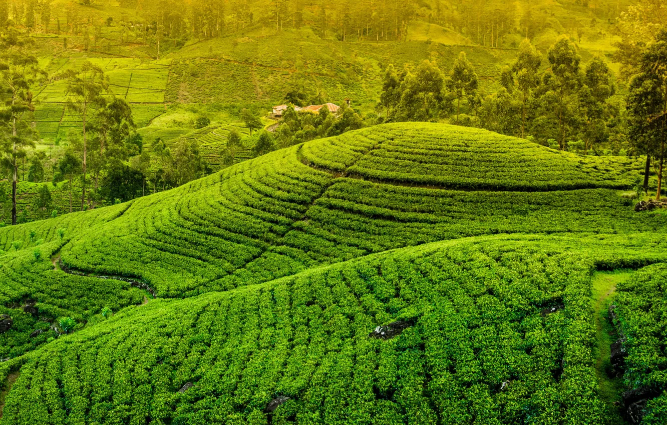 Photo wallpaper Nature, Trees, Field, Sri Lanka, Nuwara Eliya