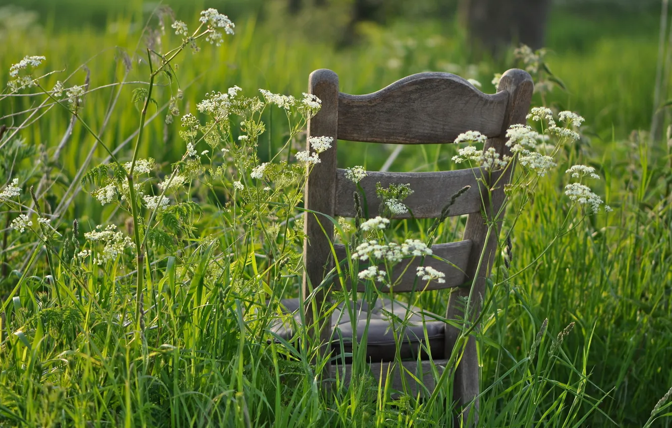 Photo wallpaper summer, grass, chair