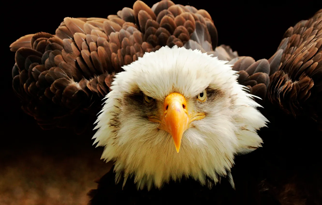 Photo wallpaper look, bird, beak, bald eagle