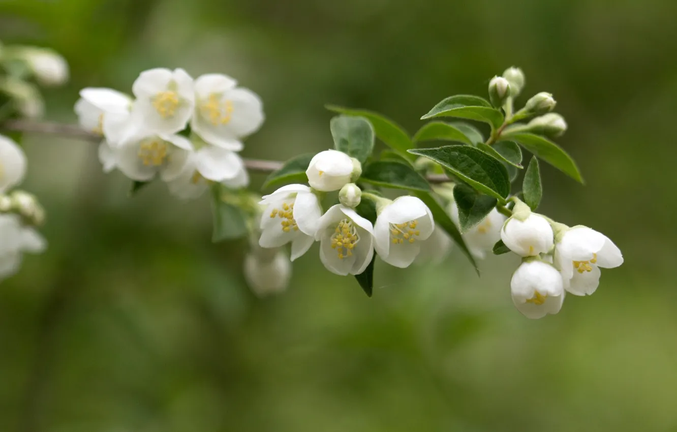 Photo wallpaper leaves, branch, petals, stamens, Jasmine