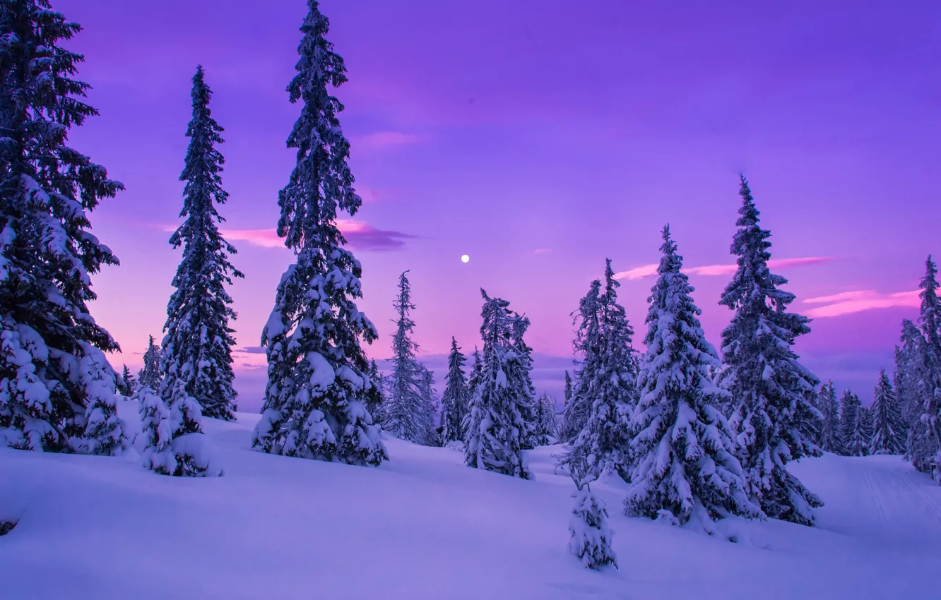 Photo wallpaper winter, snow, trees, rasvet
