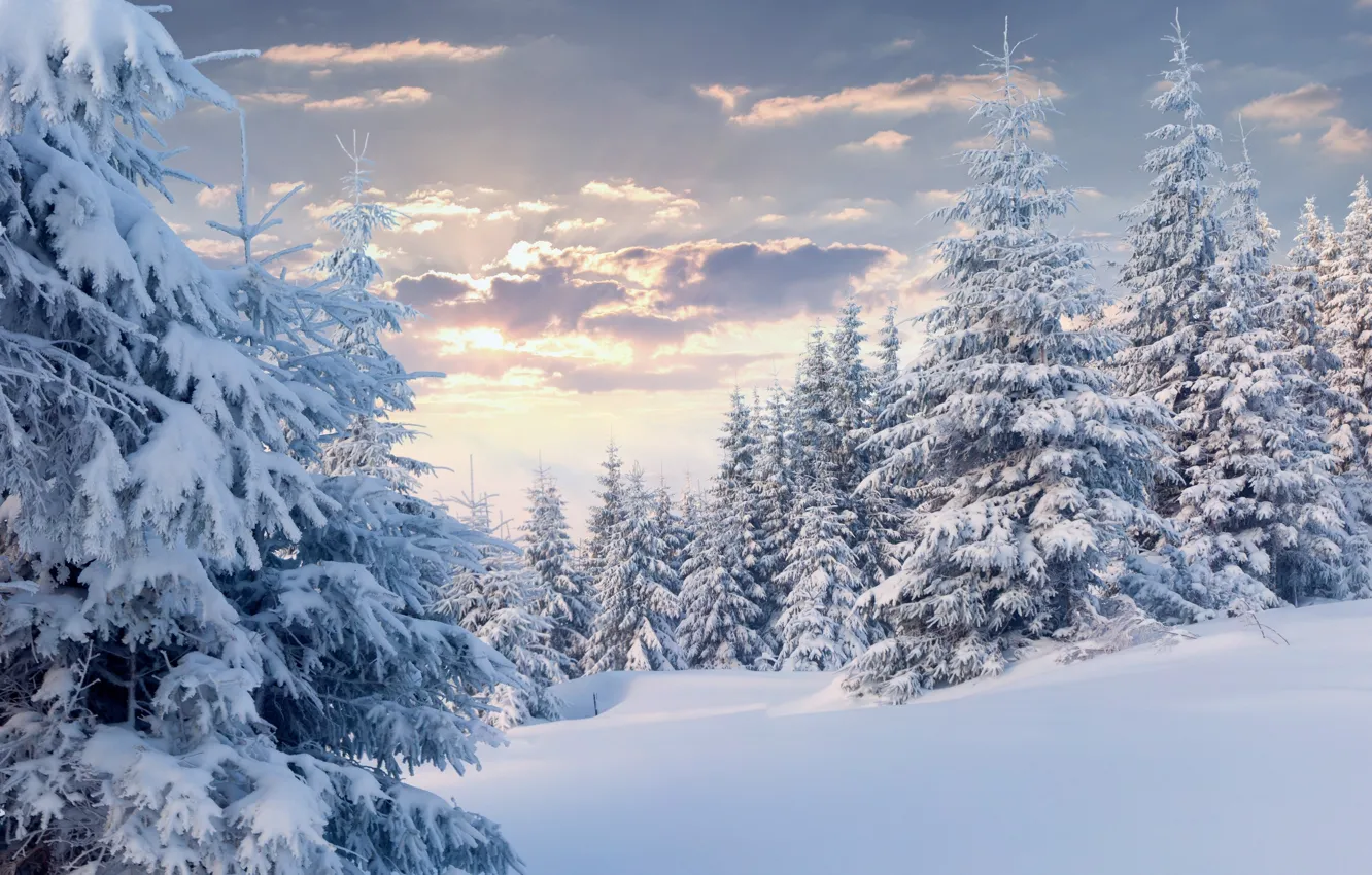 Photo wallpaper winter, frost, forest, the sky, clouds, light, snow, trees