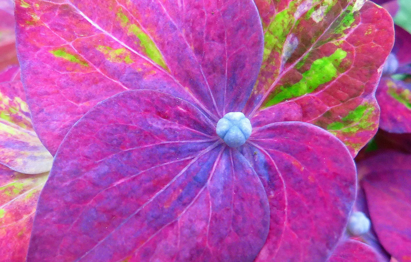 Photo wallpaper macro, flowers, flower, flowers, macro, hydrangea