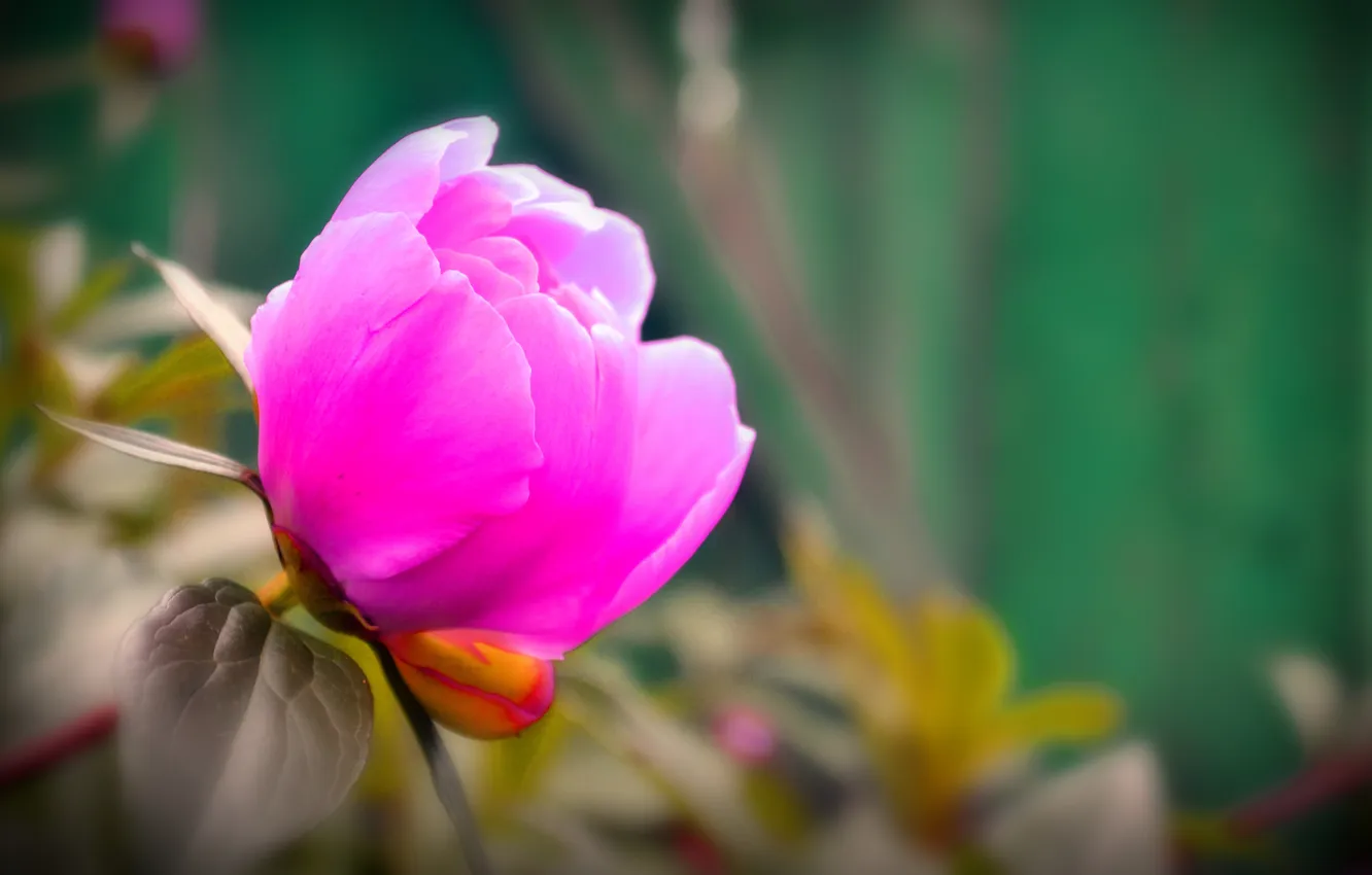 Photo wallpaper flowers, red, green, roses