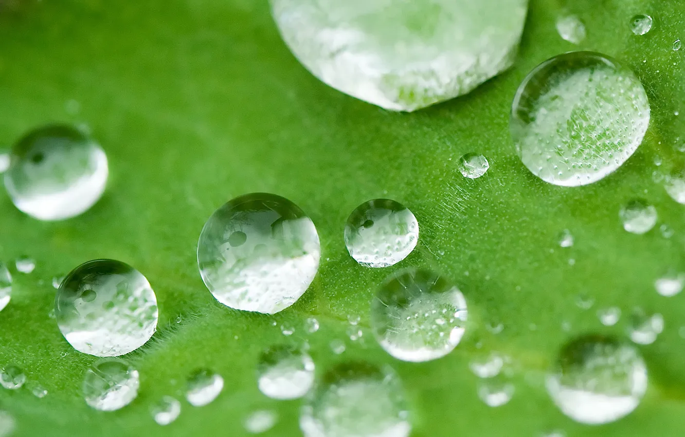 Photo wallpaper greens, leaves, drops, Rosa