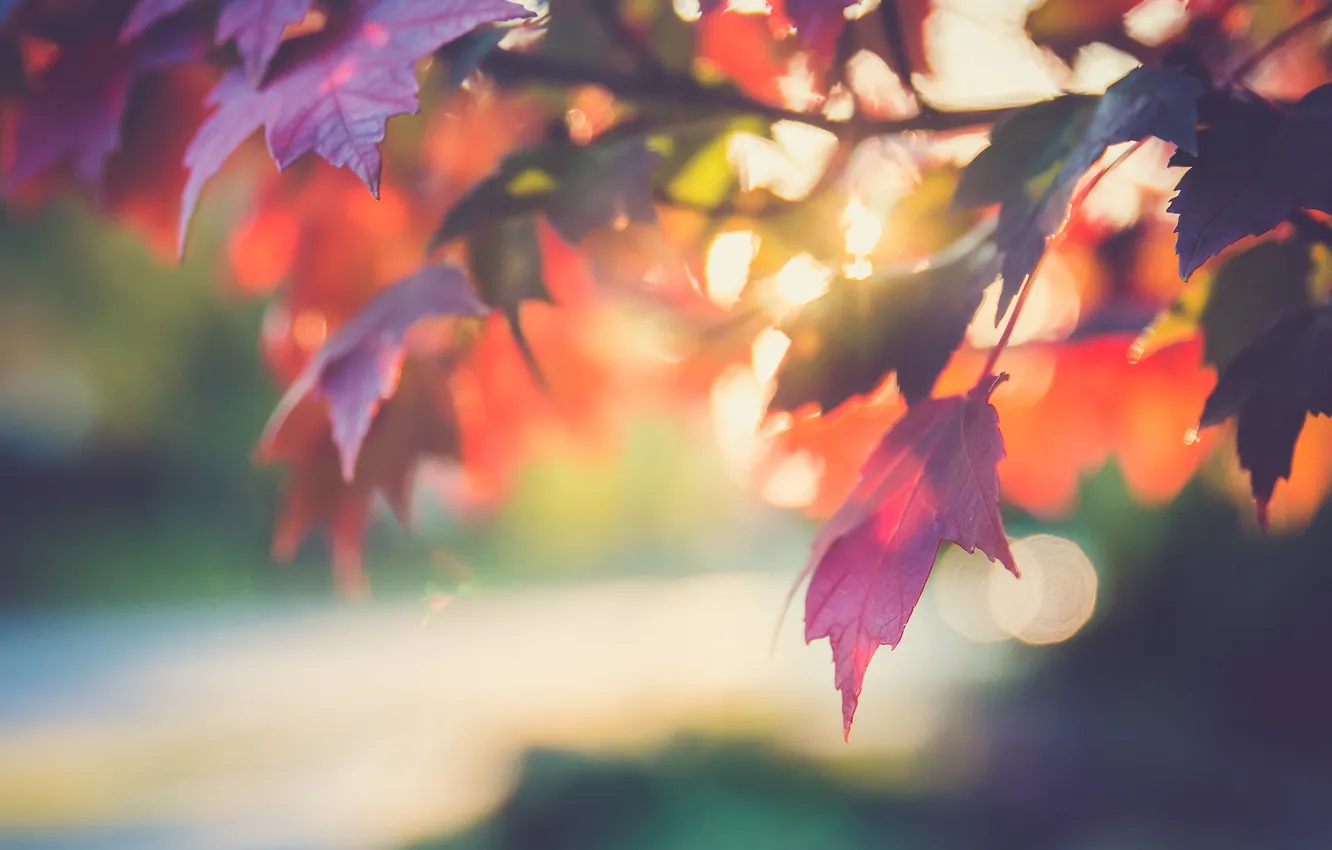 Photo wallpaper leaves, trees, nature