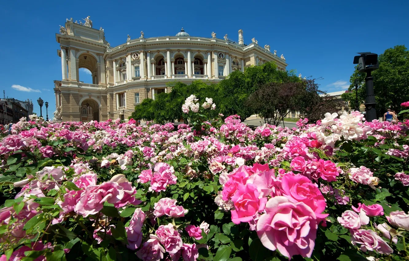 Photo wallpaper flowers, building, roses, theatre, Ukraine, the bushes, Odessa