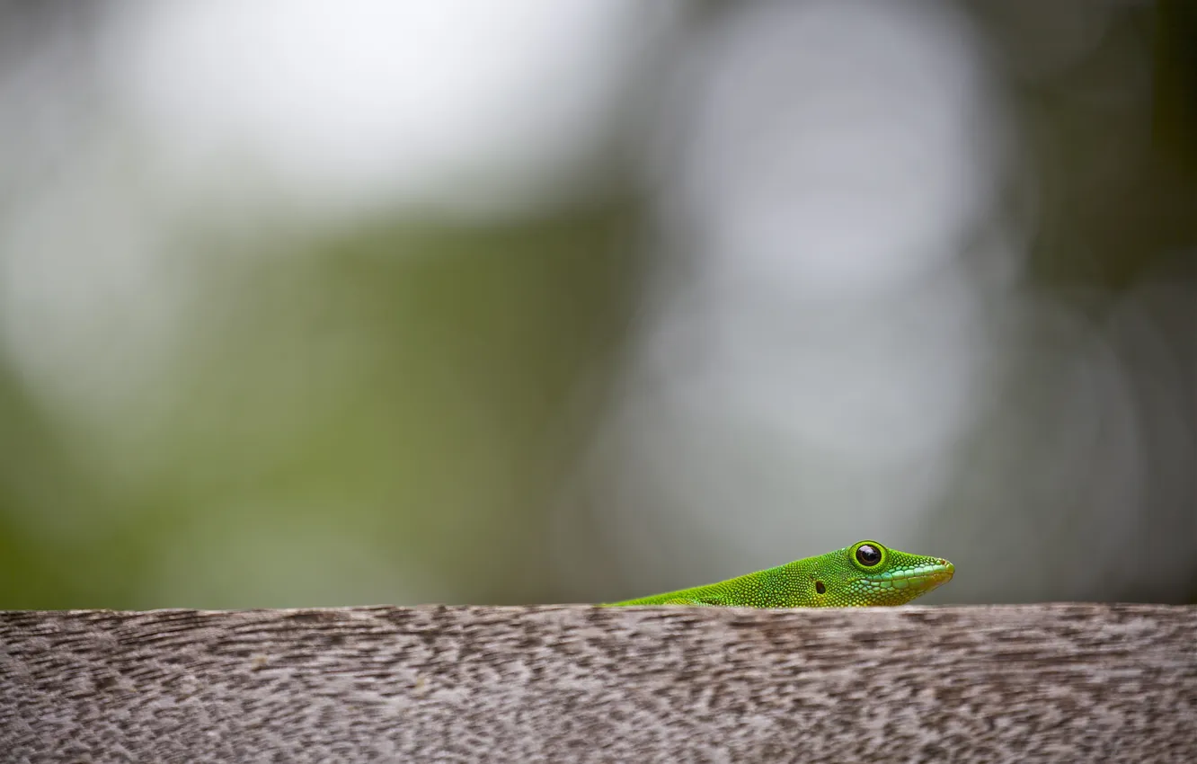 Photo wallpaper nature, background, lizard