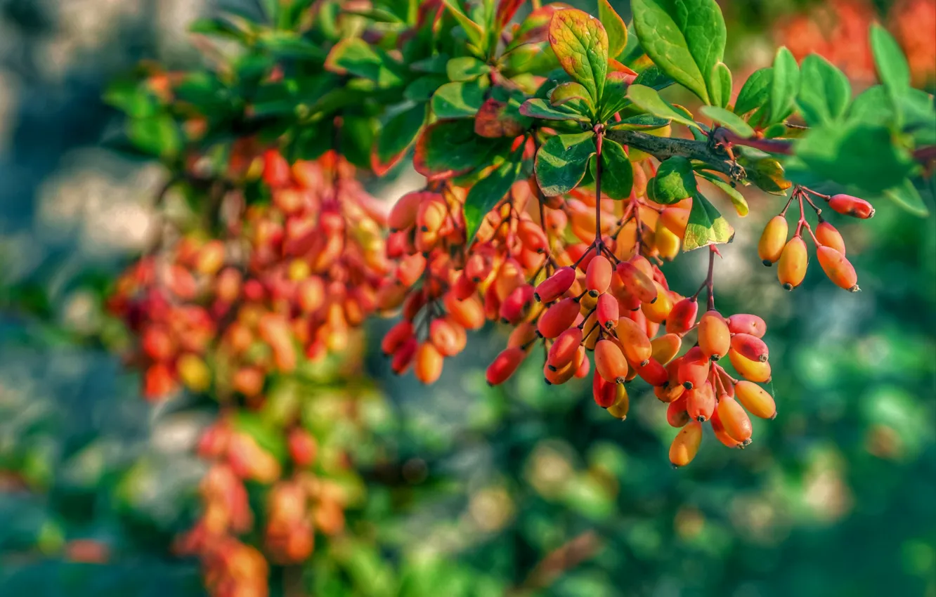 Photo wallpaper autumn, branches, berries, fruit, bokeh, barberry
