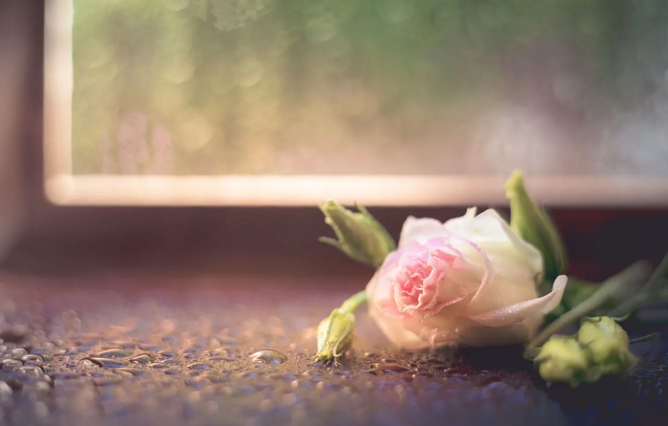 Photo wallpaper flower, drops, rose, still life, bokeh