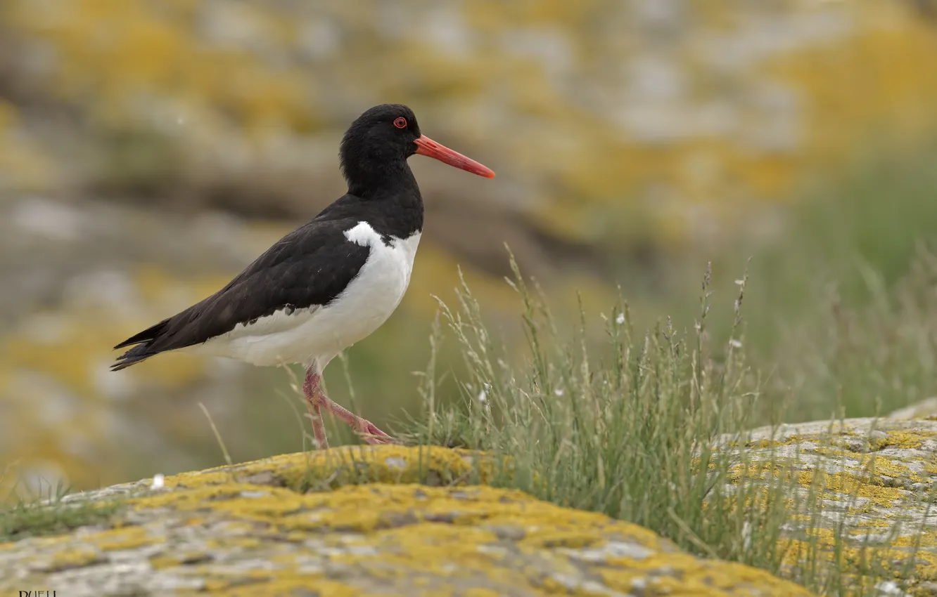 Photo wallpaper nature, stones, bird, DUELL ©