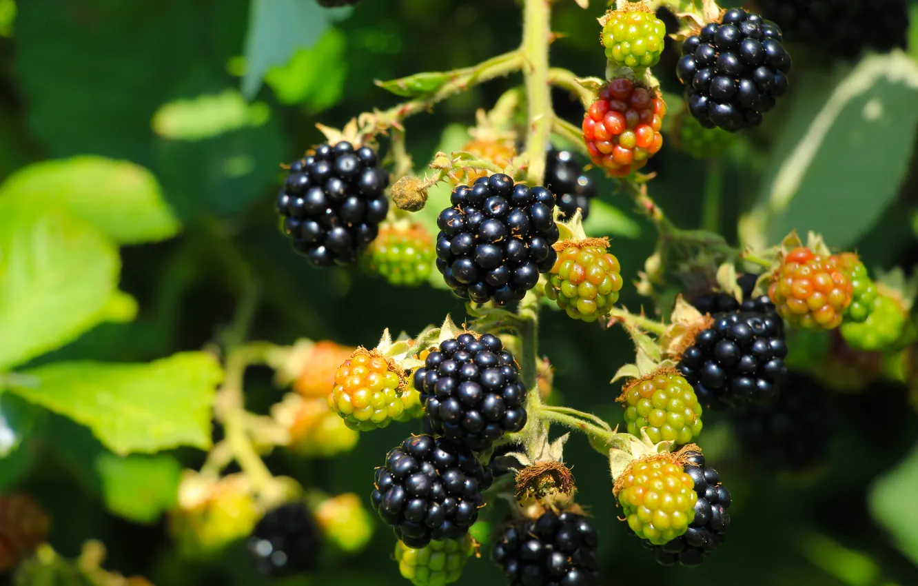 Photo wallpaper black, food, fruit