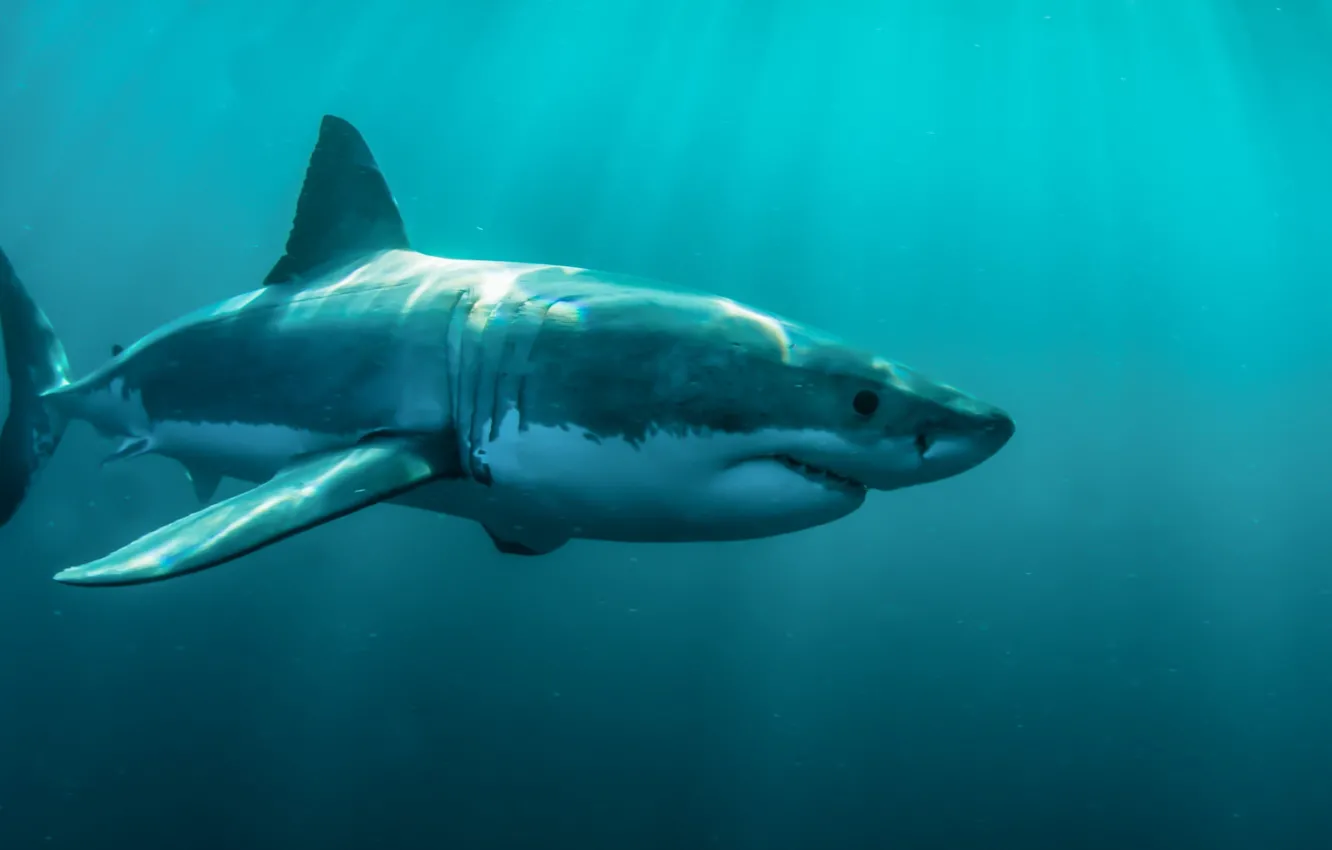 Photo wallpaper underwater, animals, sea, fish, swimming, animal themes, gray shark