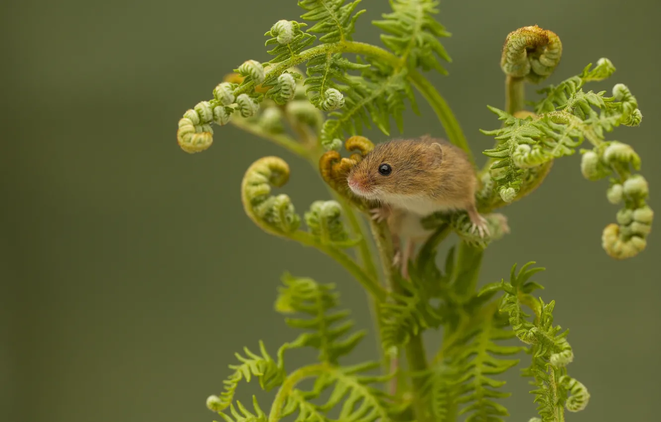 Photo wallpaper mouse, fern, Harvest Mouse, The mouse is tiny