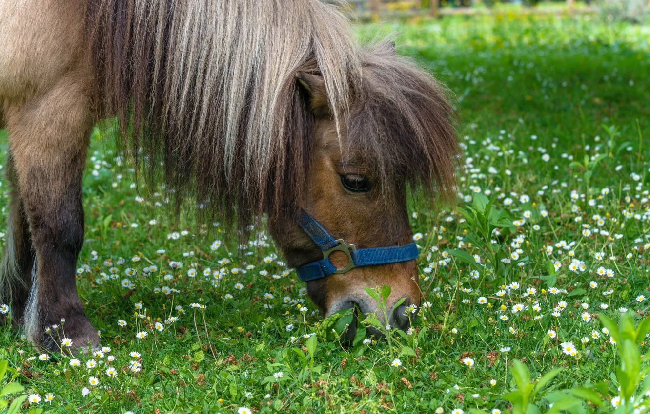 Photo wallpaper summer, grass, look, face, flowers, horse, glade, horse
