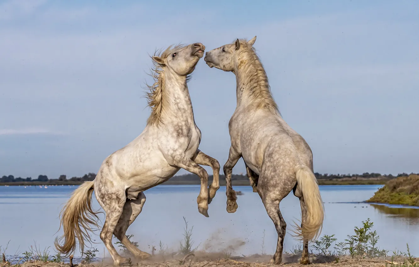 Photo wallpaper nature, horse, pair