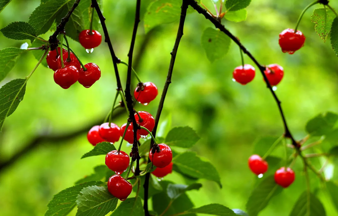 Photo wallpaper leaves, macro, cherry, background