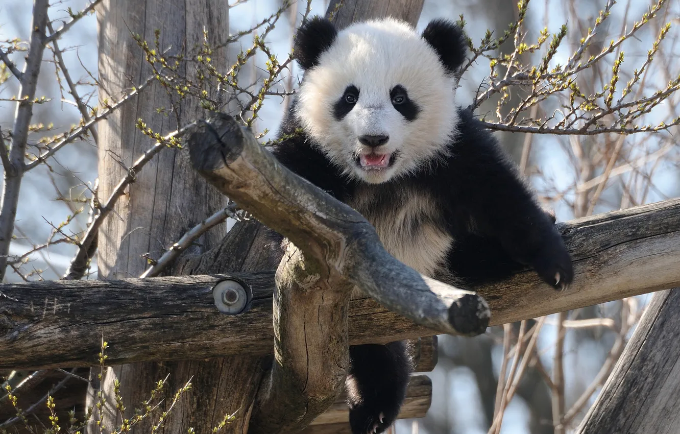 Photo wallpaper trees, bear, the crossbar, Panda, bear