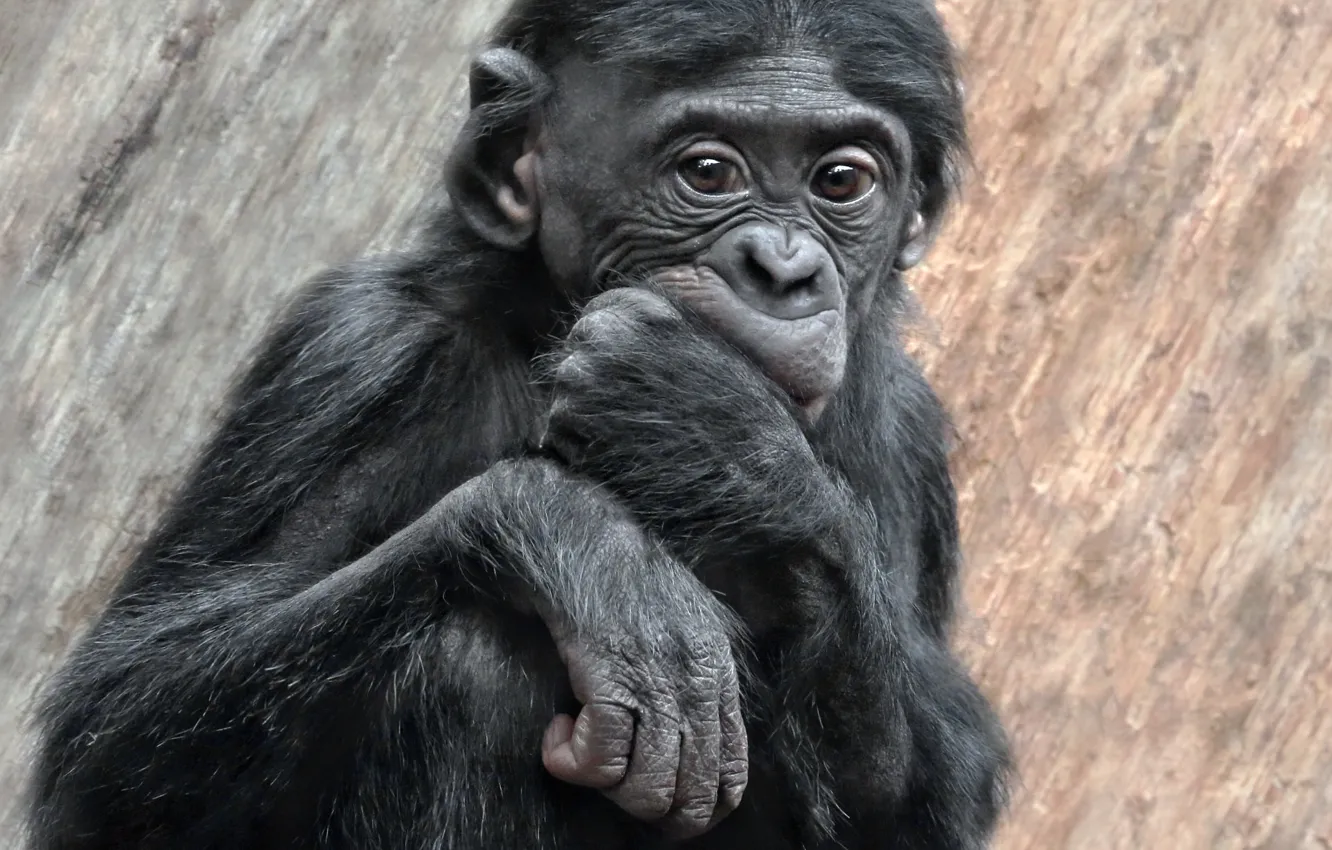 Photo wallpaper look, background, monkey