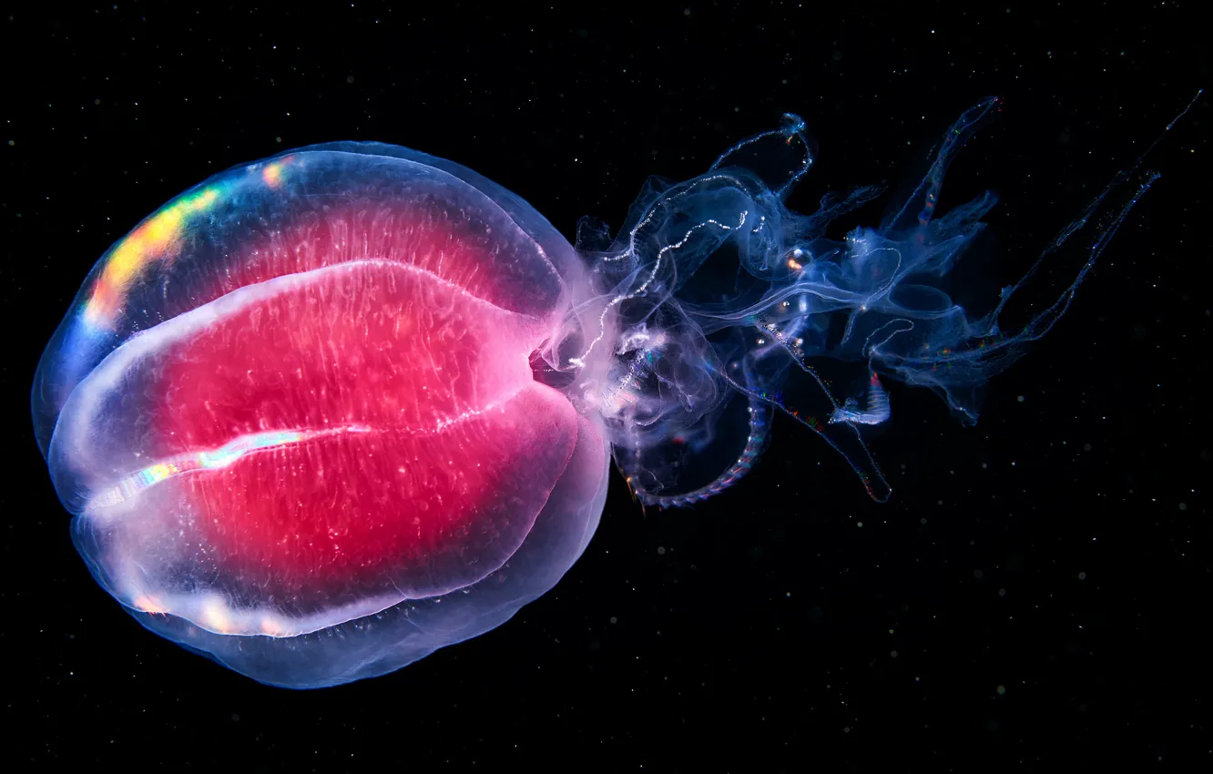 Photo wallpaper sea, water, the dark background, jellyfish, underwater world