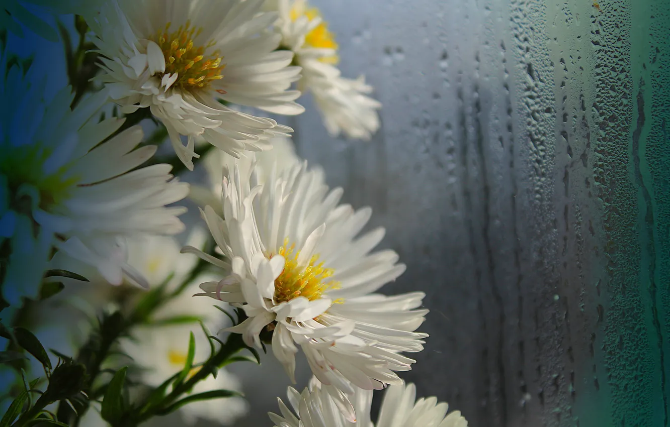 Photo wallpaper bouquet, white, Oktyabrina