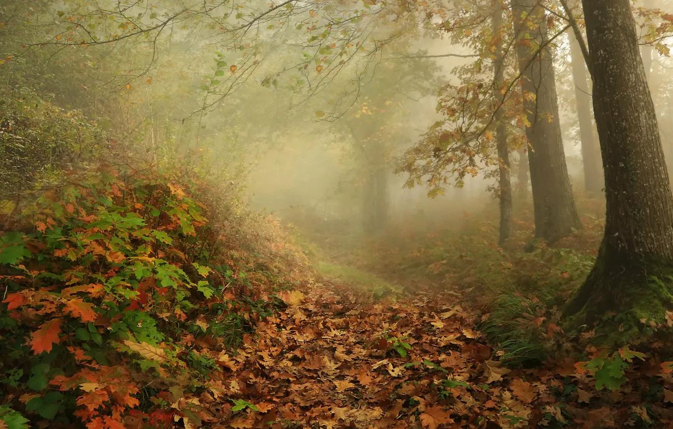Photo wallpaper autumn, forest, fog