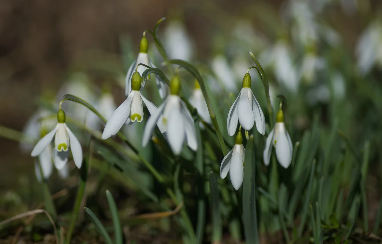 Photo wallpaper flowers, nature, spring, snowdrops, primrose