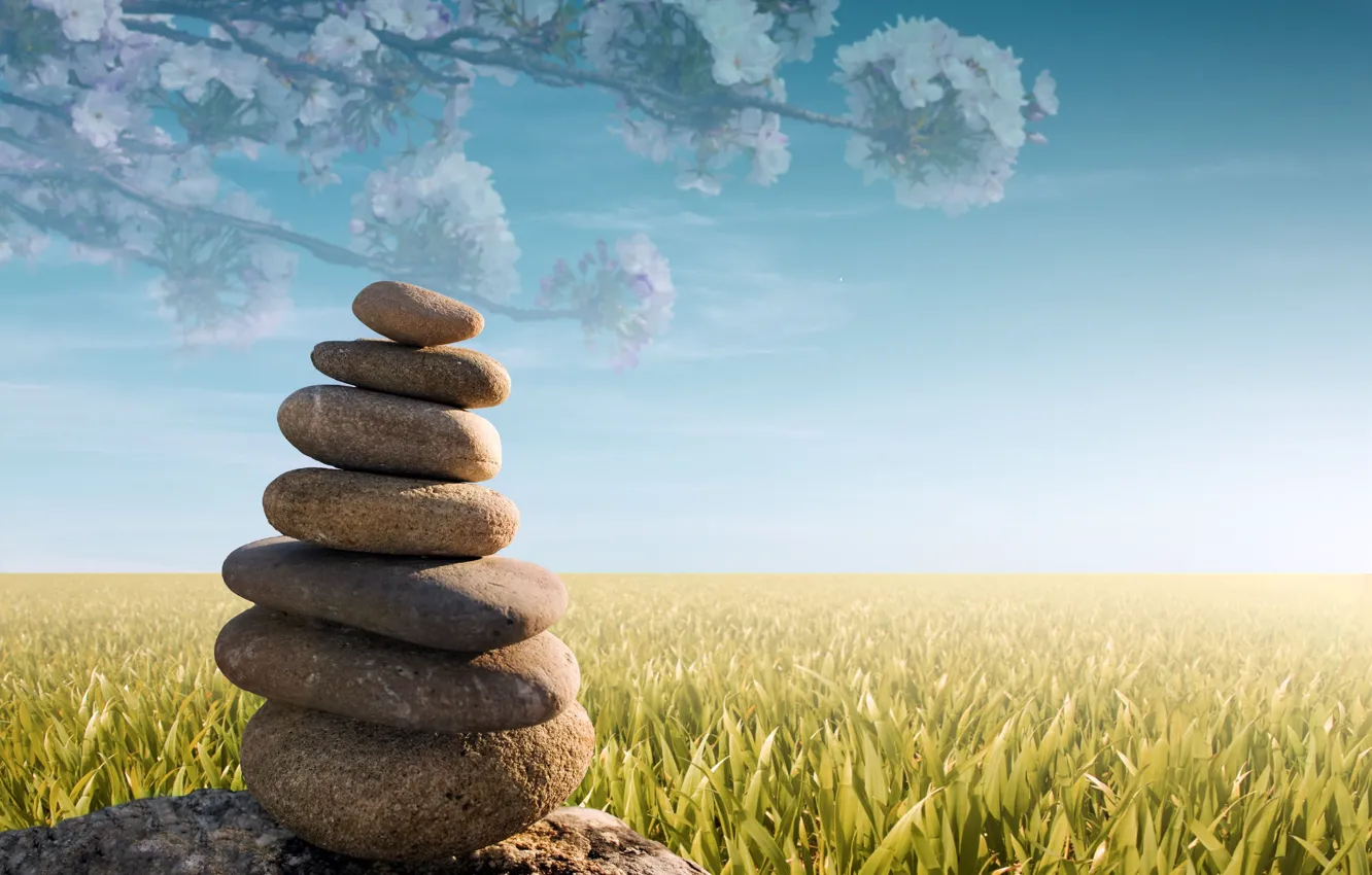 Photo wallpaper greens, field, grass, nature, stones, background, widescreen, Wallpaper