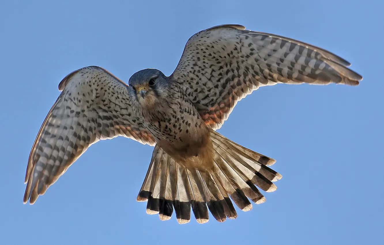 Photo wallpaper flight, bird, hunting, looks