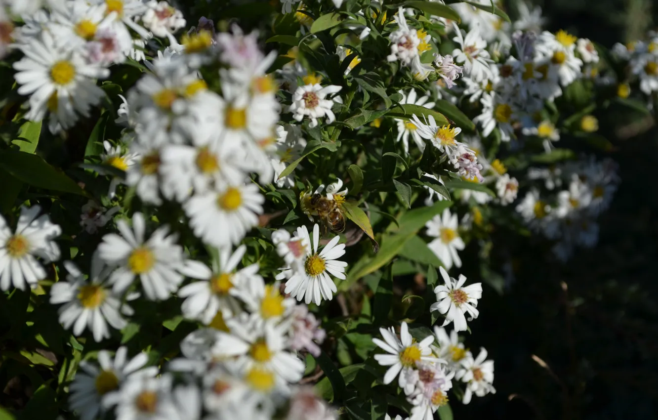 Photo wallpaper flowers, bee, chamomile