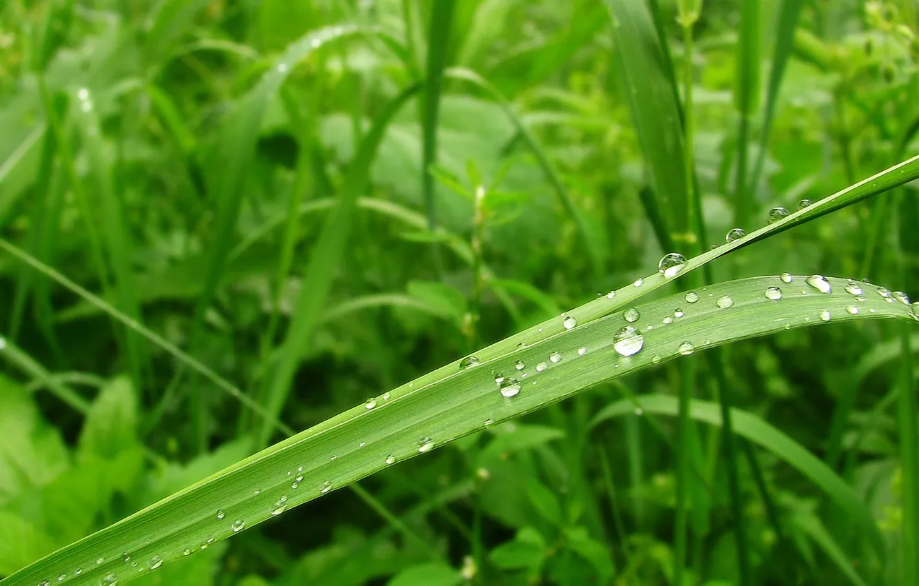 Photo wallpaper drops, sheet, green, Rosa