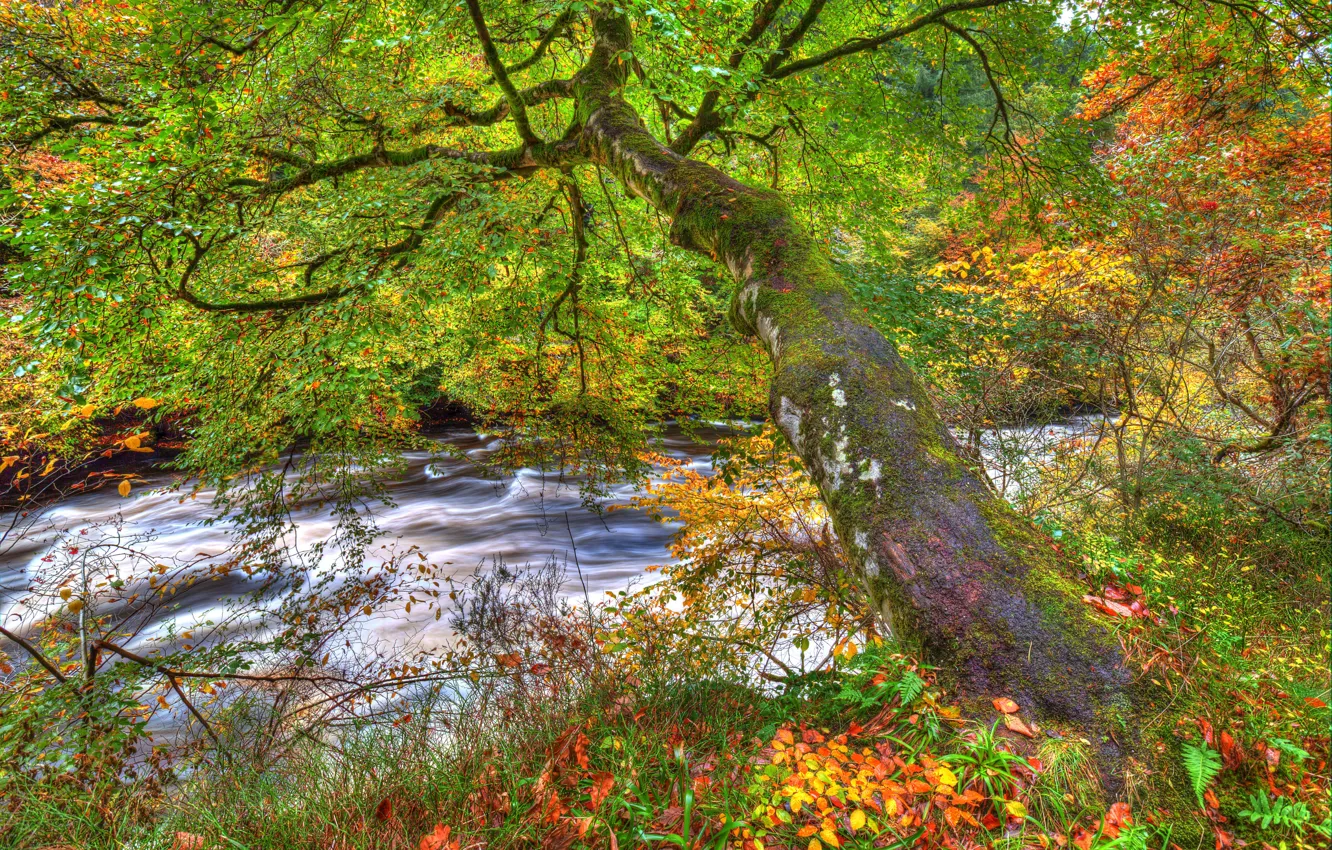 Photo wallpaper autumn, forest, leaves, branches, stream, tree, moss, HDR