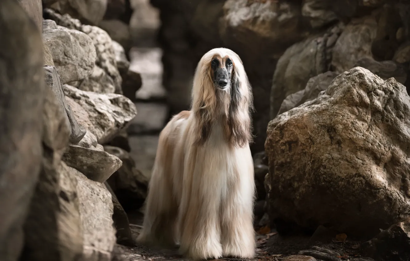 Photo wallpaper look, face, nature, stones, rocks, dog, boulders, the Afghan hound